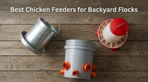 Best Chicken Feeders for Backyard Flocks
