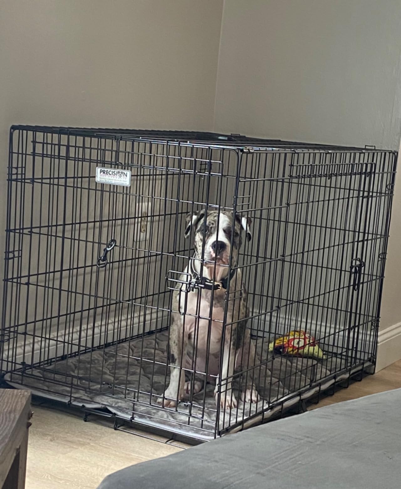 Precision Pet Products Two Door Great Crate Wire Dog Crate, 36 Inch, For Pets 50-70 lbs, With 5-Point Locking System customer photo 1