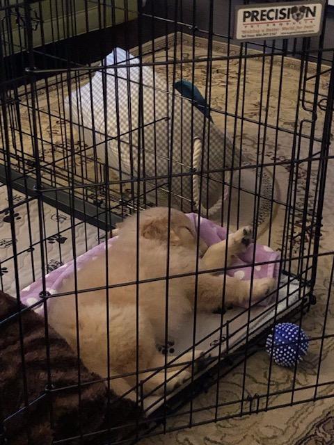 Precision Pet Products Two Door Great Crate Wire Dog Crate, 36 Inch, For Pets 50-70 lbs, With 5-Point Locking System customer photo 2