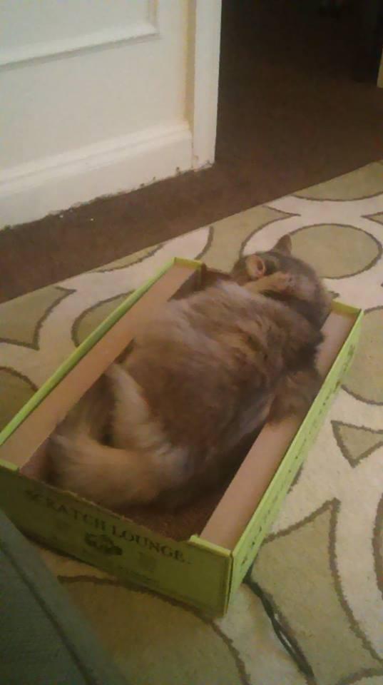 The Original Scratch Lounge XL - Worlds Best Cat Scratcher - Includes Catnip customer photo 1
