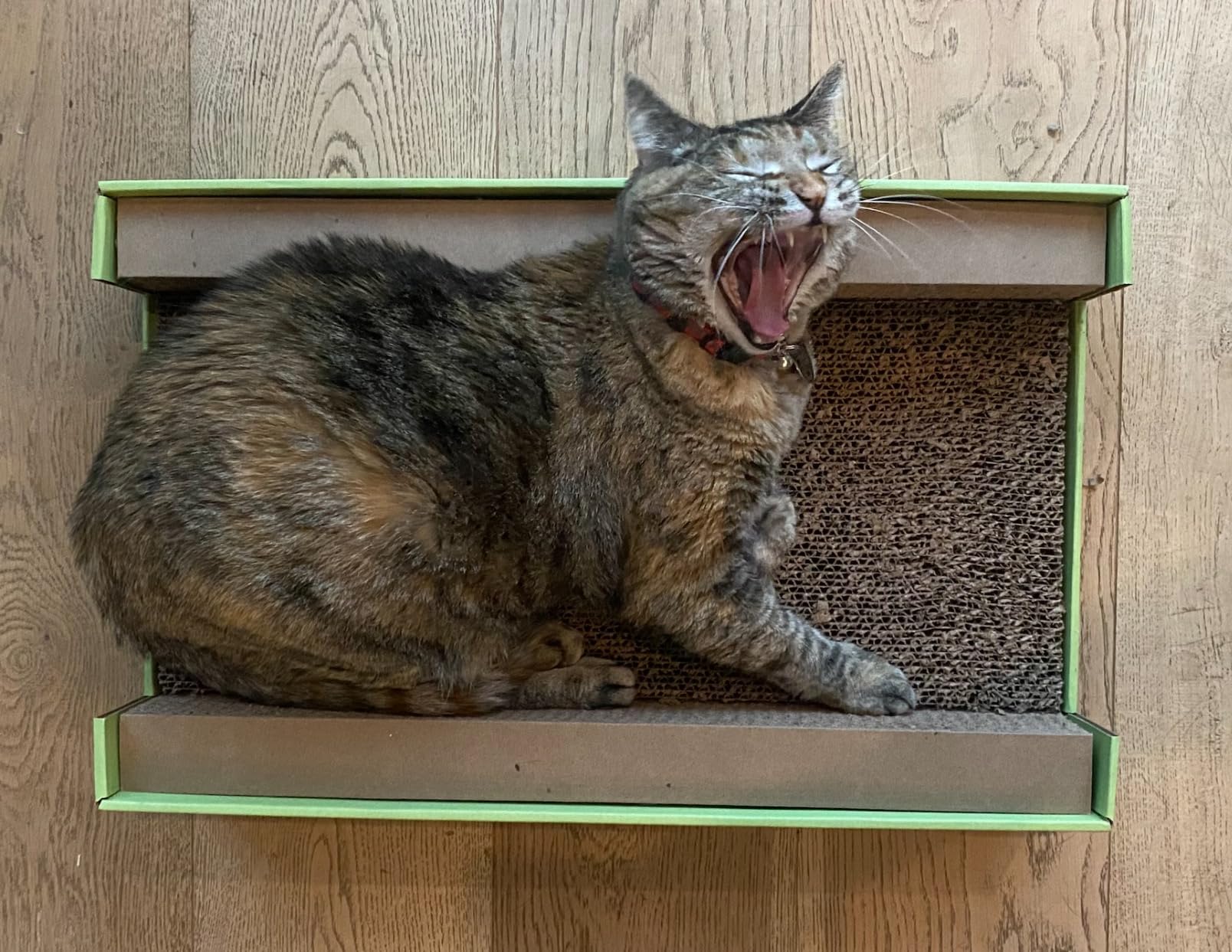 The Original Scratch Lounge XL - Worlds Best Cat Scratcher - Includes Catnip customer photo 2