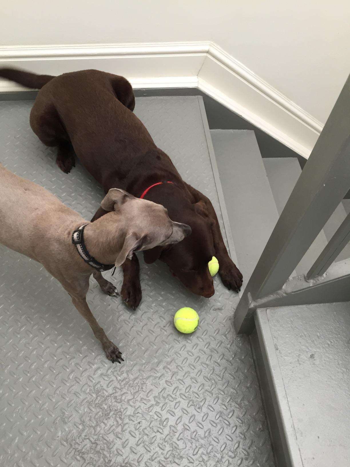 Penn Pressureless Tennis Balls customer photo 1
