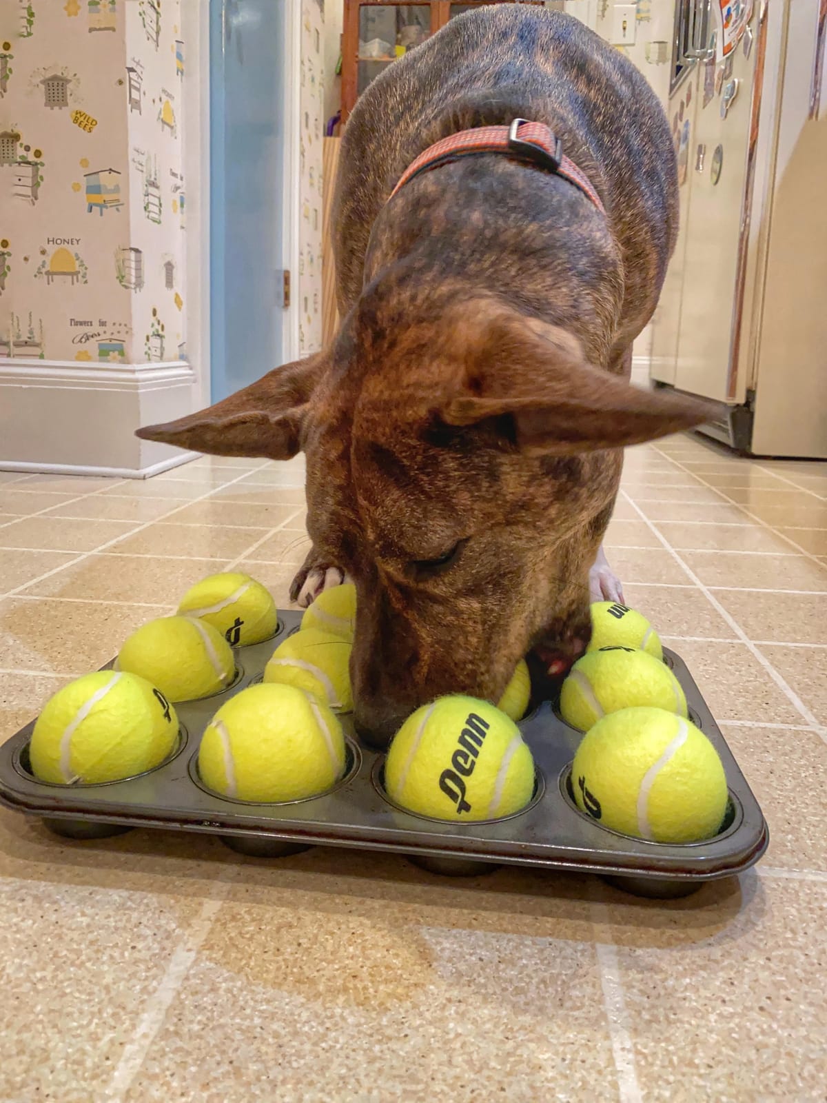 Penn Pressureless Tennis Balls customer photo 2
