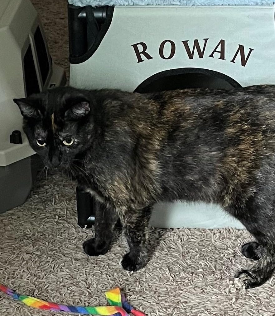 Pureness Giant High Sides Cat Litter Pan, Colors may Vary. customer photo 2