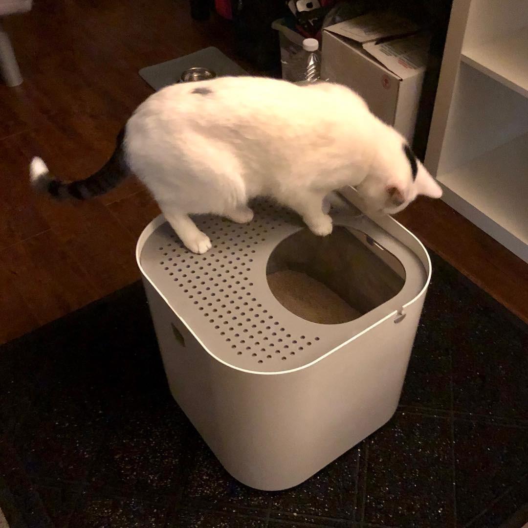 Modkat Top-Entry Cat Litter Box, Leak-Proof, Liner & Scoop, White customer photo 2