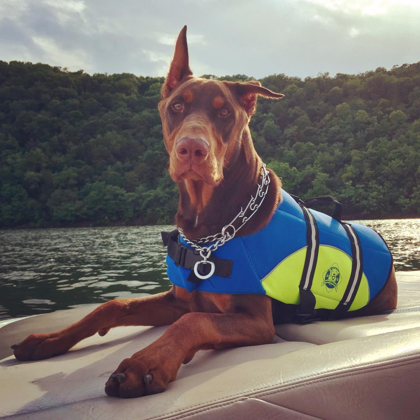 Dog Life Jacket - Swimming Vest for Dogs, Adjustable, Reflective, Comfortable, Multiple Colors, Patterns, XX-Small to Extra Large Dog Swim Vest with Handle (Red, Large) customer photo 1