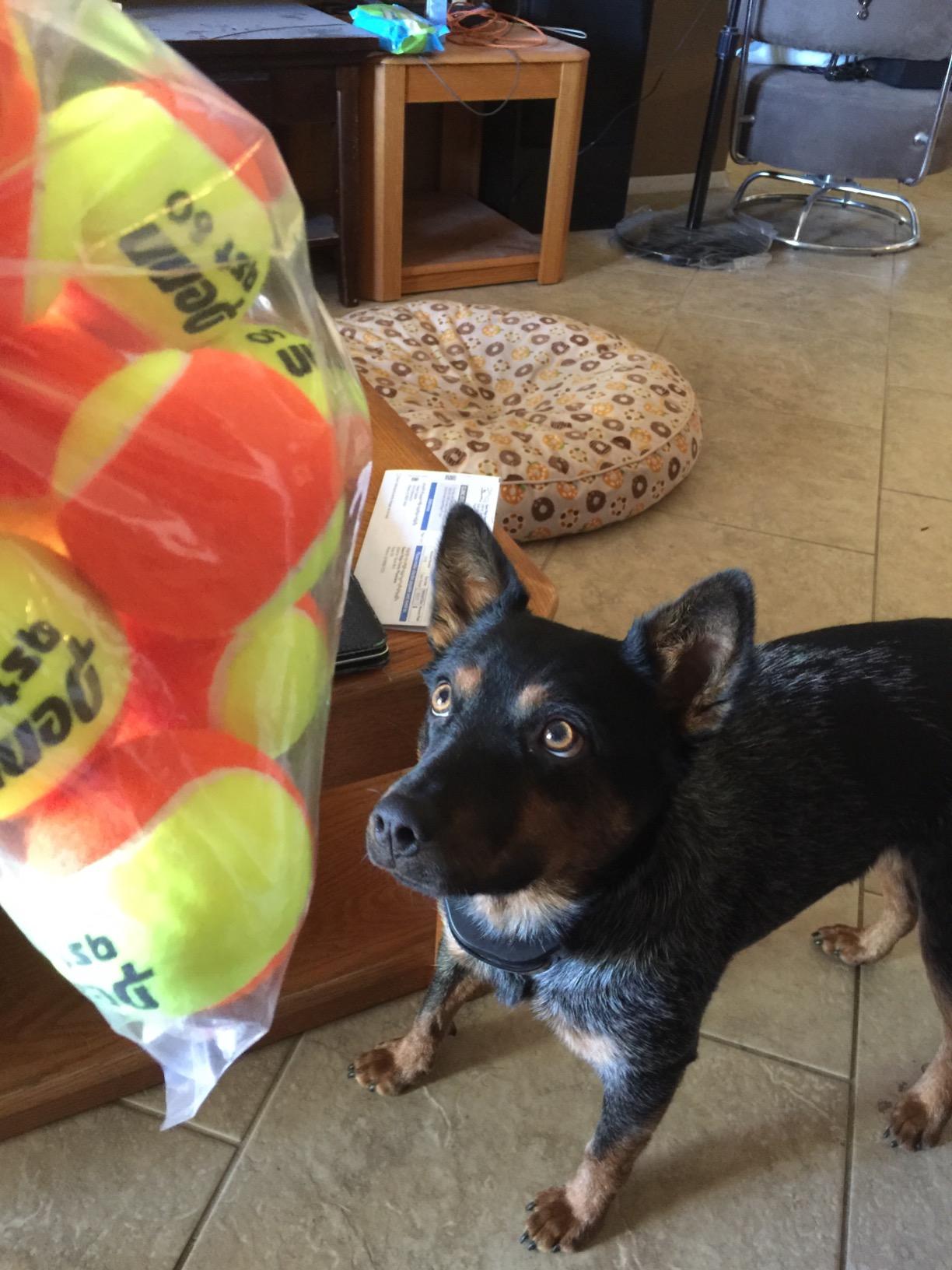 Penn QST 60 Tennis Balls customer photo 1