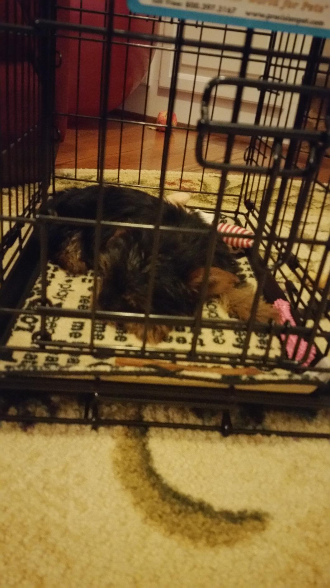 Precision Pet Two-Door Provalue Wire Dog Crate, 36in, for Pets 50-70lbs customer photo 2
