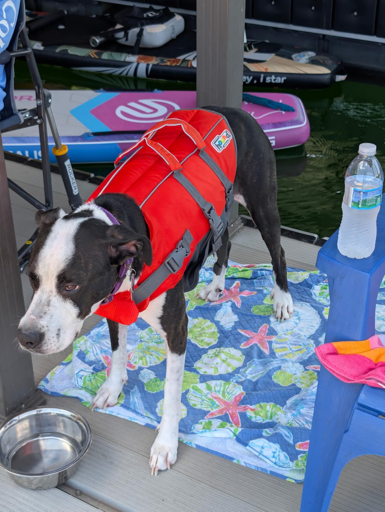 Outward Hound Granby Splash Dog Life Jacket, Life Vest, Orange, Large customer photo 1