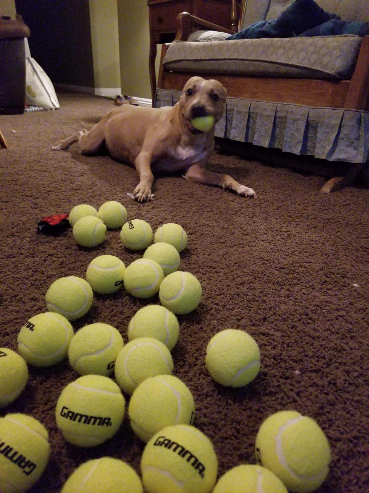 Tourna Pressureless Tennis Ball 60 Count (Pack of 1),Yellow customer photo 1
