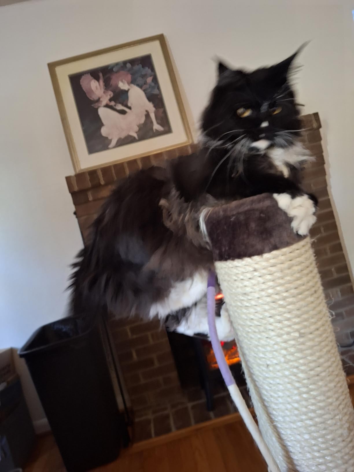 MidWest Homes for Pets Feline Nuvo Grand Forte Scratching Post, 41 Inches Tall, Heavy-Duty Sisal Post with Wide Base, Thick Brown Faux Fur, for Large and Multi-Cat Households customer photo 1