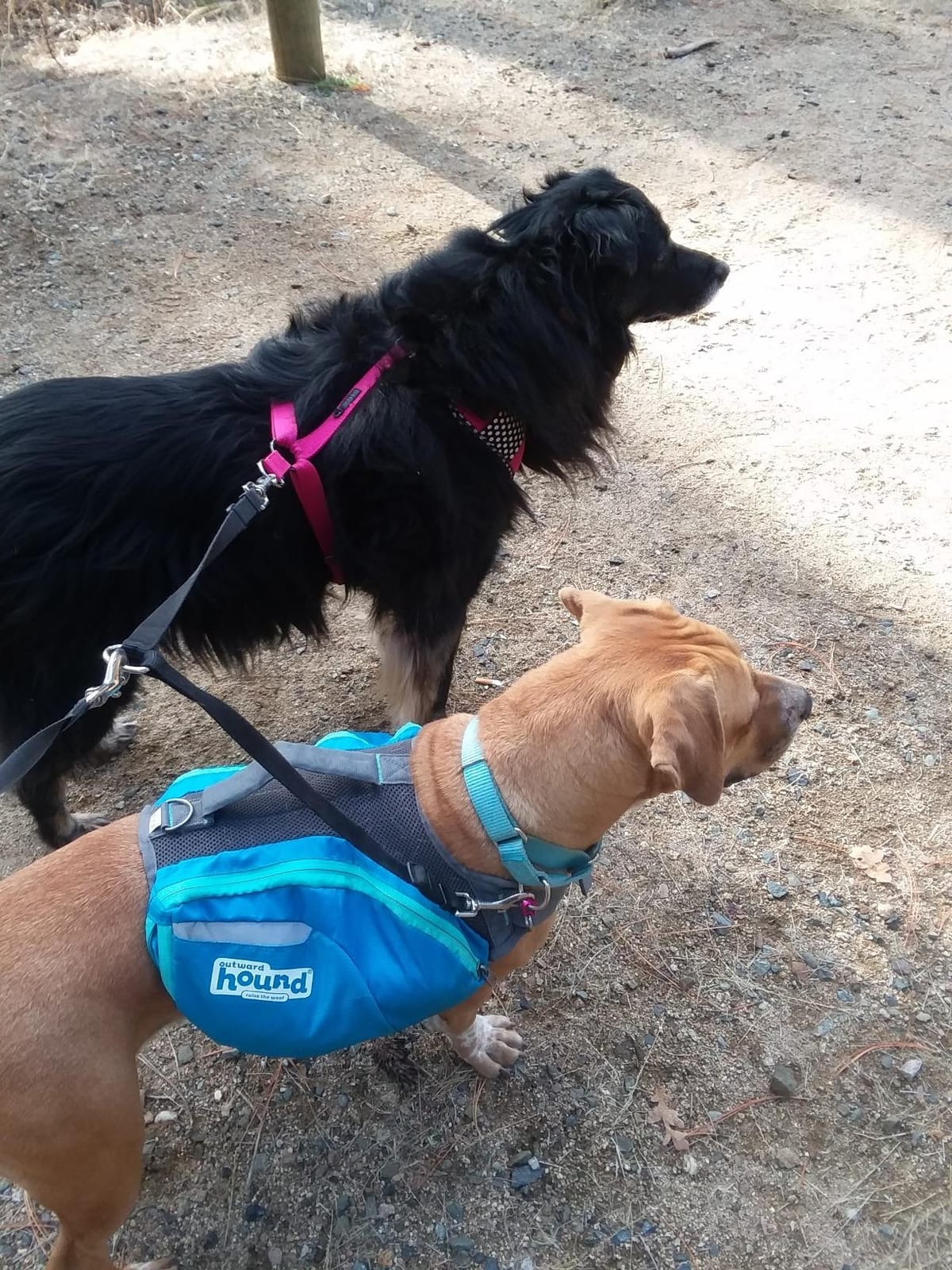 Kyjen Outward Hound The Quick Release Dog BackPack (Assorted, Medium) customer photo 1