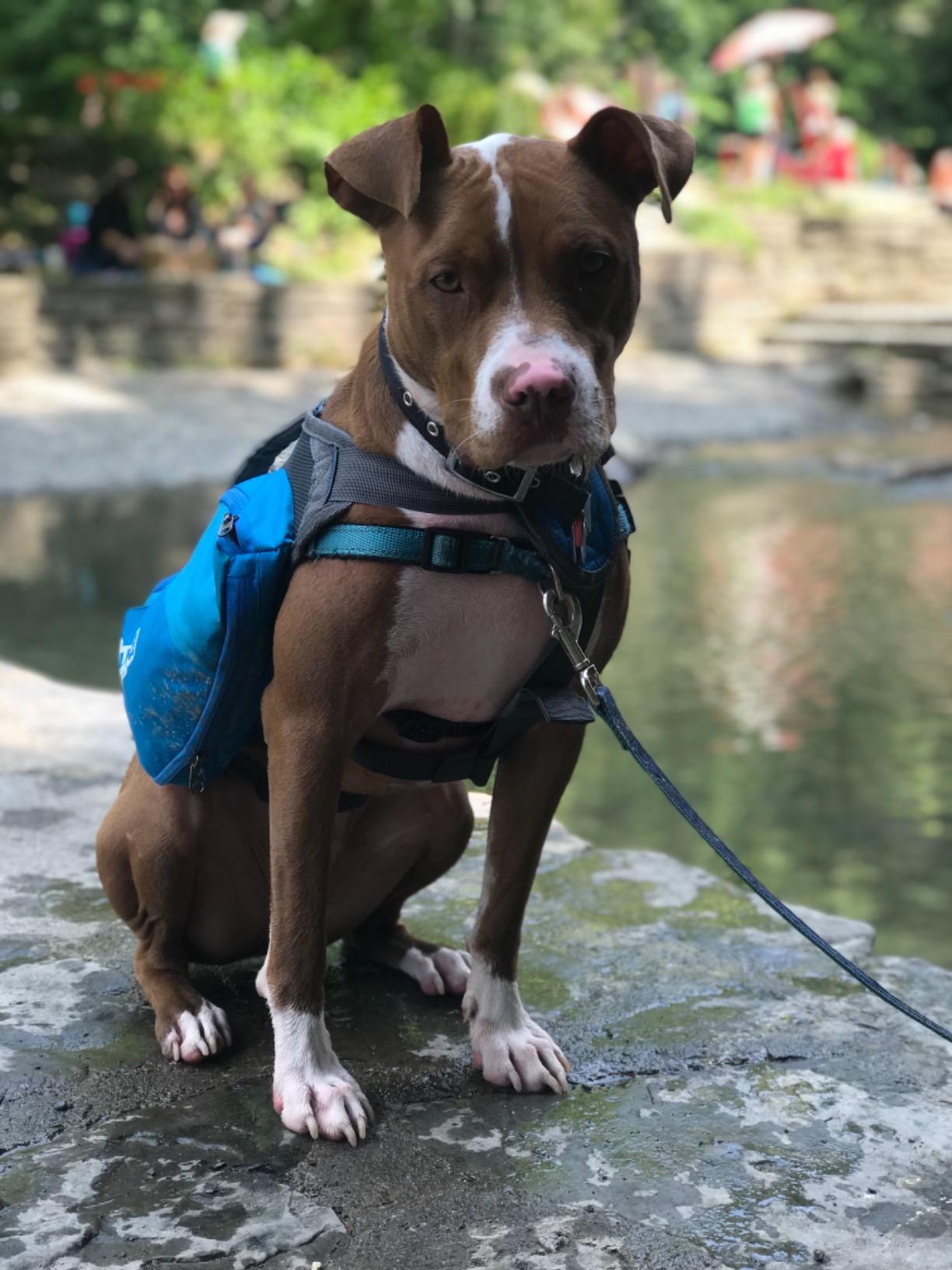 Kyjen Outward Hound The Quick Release Dog BackPack (Assorted, Medium) customer photo 2