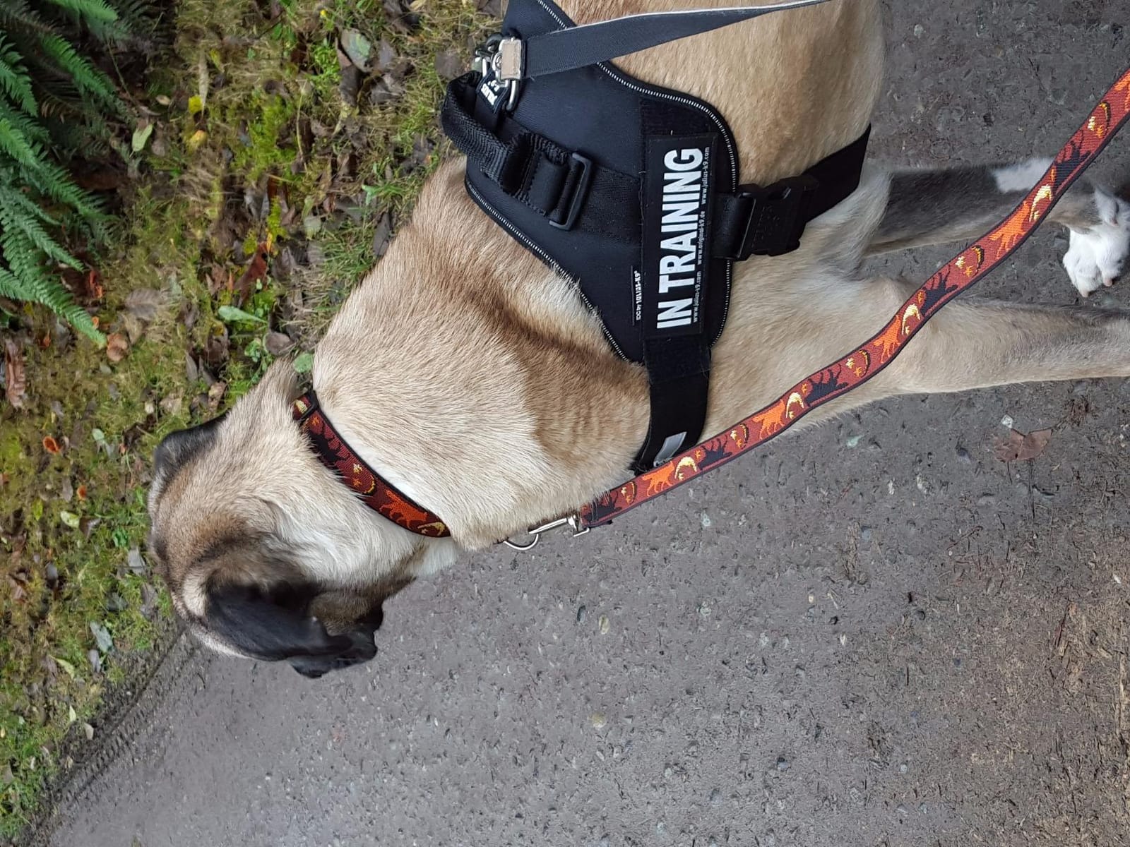 Julius-K9, 16IDC-DPN-0, IDC Powerharness, Dog Harness, Size: 0, Dark Pink customer photo 2