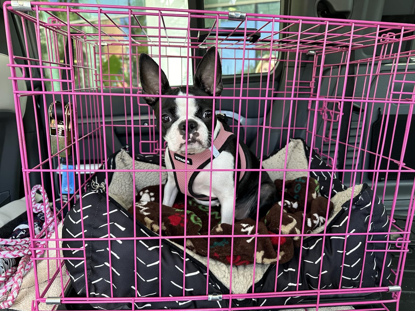 Internet's Best Double Door Steel Crates Collapsible and Foldable Wire Dog Kennel, 24 Inch (Small), Blue customer photo 1