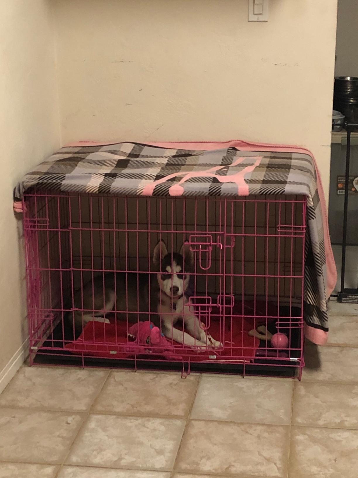 Internet's Best Double Door Steel Crates Collapsible and Foldable Wire Dog Kennel, 24 Inch (Small), Blue customer photo 2