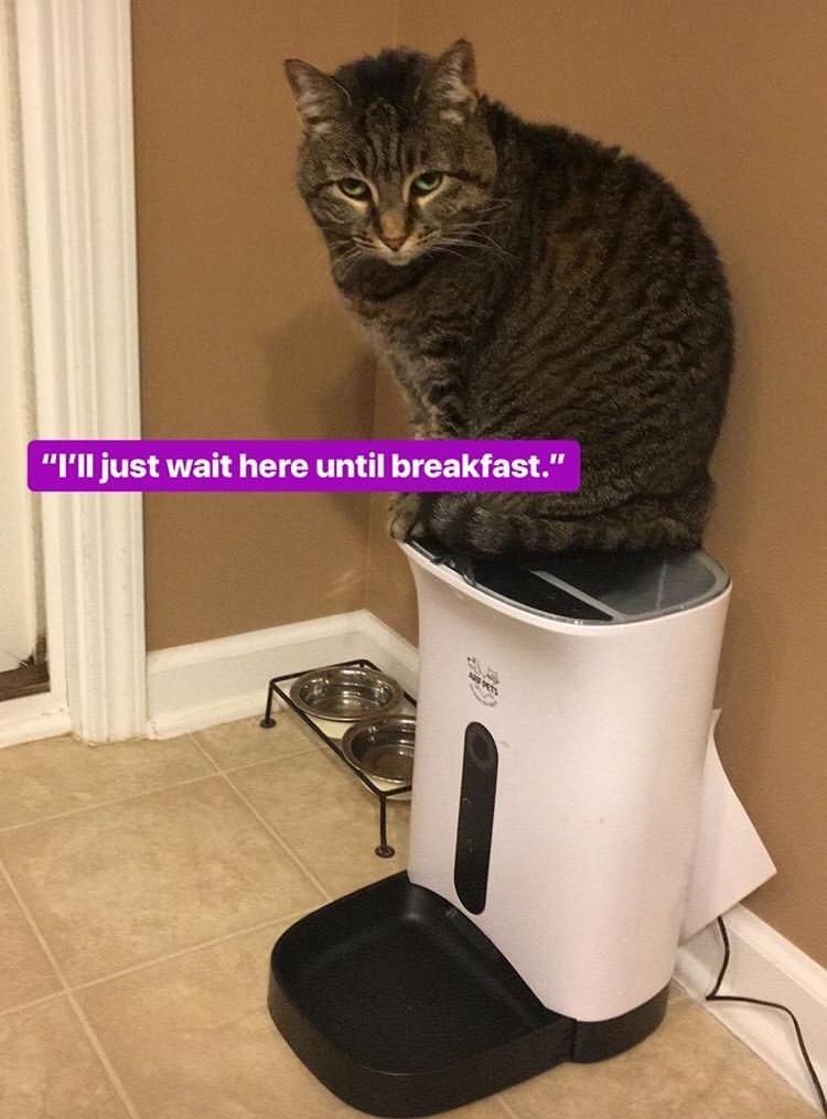Arf Pets Automatic Pet Feeder Food Dispenser for Dogs, Cats & Small Animals – Features Distribution Alarms, Portion Control & Voice Recording – Timer Programmable Up to 4 Meals a Day customer photo 2