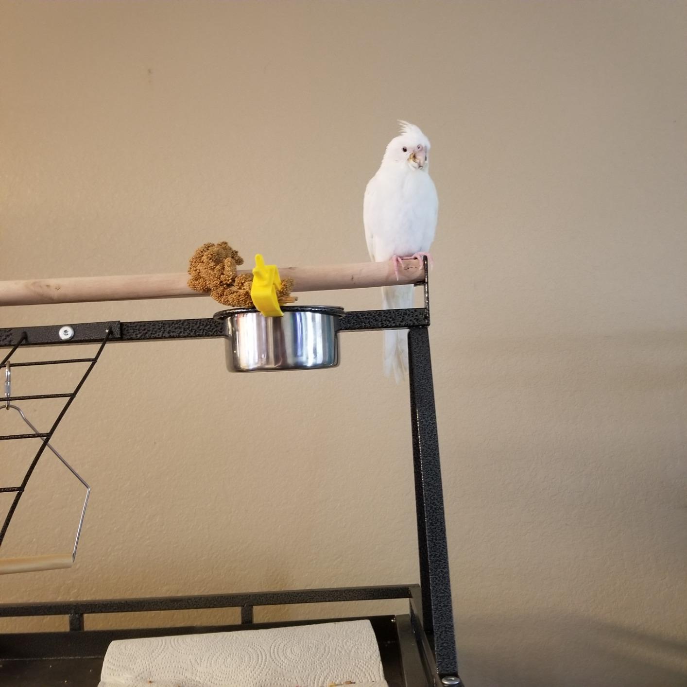 SUPER DEAL PRO 61-inch 2in1 Large Bird Cage with Rolling Stand Playtop Parrot Chinchilla Finch Cage Macaw Conure Cockatiel Cockatoo Pet House Wrought Iron Birdcage, Black customer photo 2