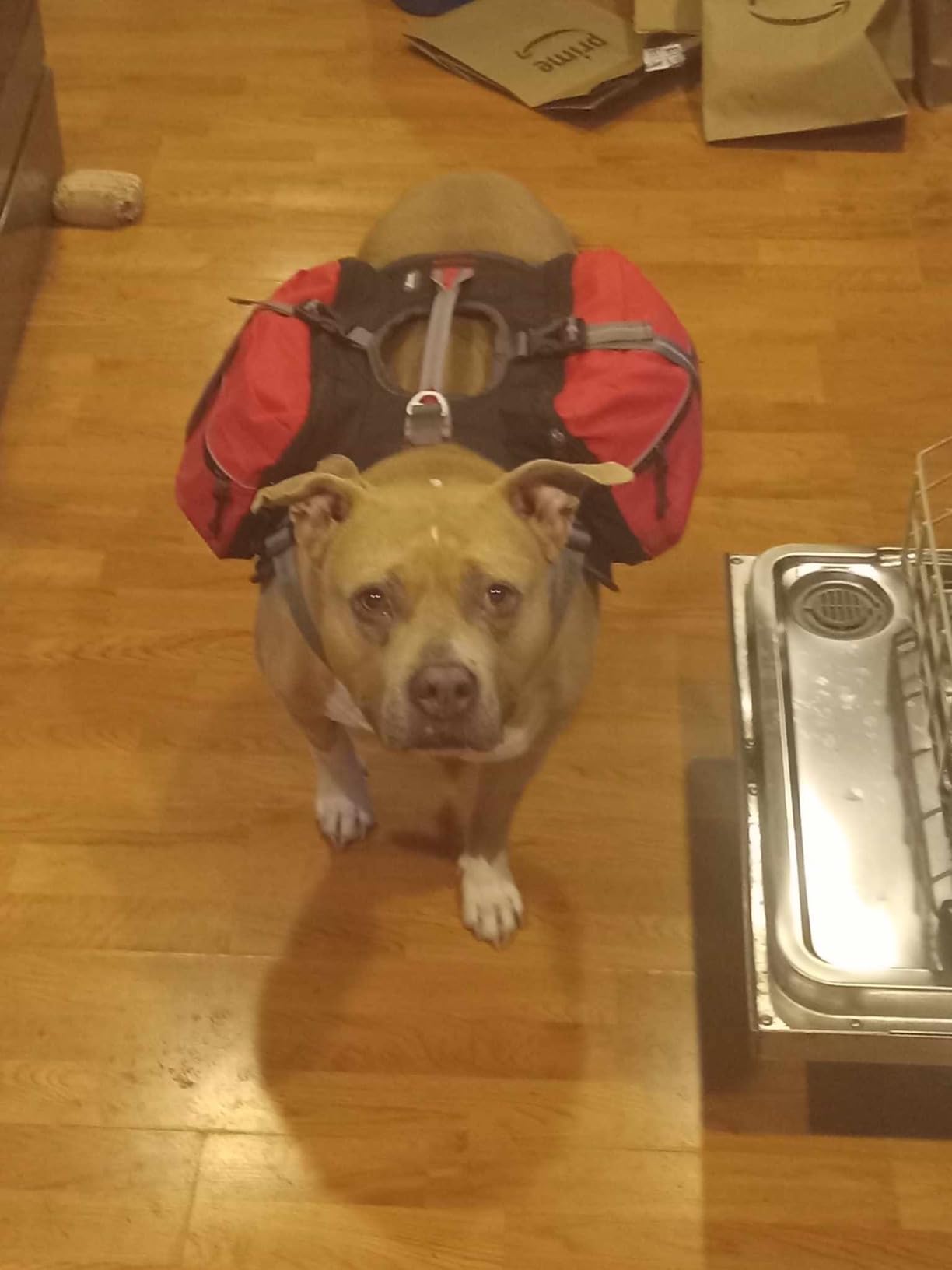 iEnergy™ MAL Dog Backpack: Weatherproof, Padded Hiking Gear for Dogs - Perfect for Large and Small Dogs - Dog Travel Bag with Hiking Harness - Medium Size customer photo 1