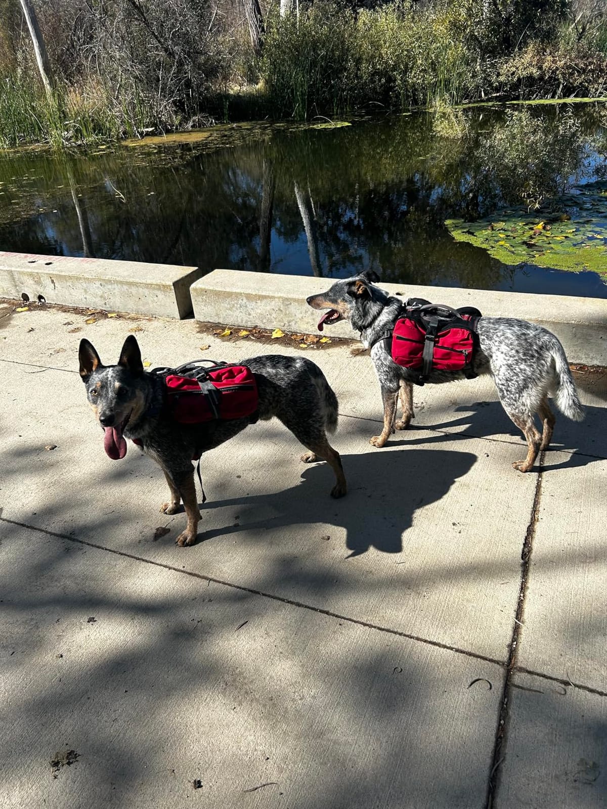 iEnergy™ MAL Dog Backpack: Weatherproof, Padded Hiking Gear for Dogs - Perfect for Large and Small Dogs - Dog Travel Bag with Hiking Harness - Medium Size customer photo 2