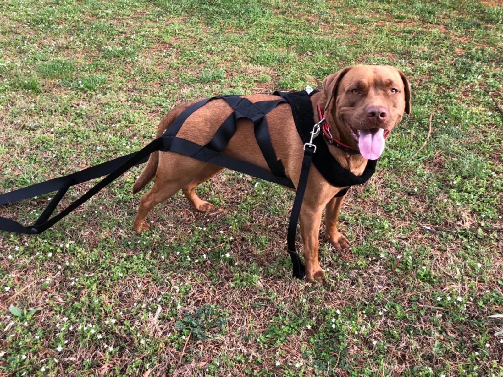 PET ARTIST Dog Sled Harness for Large Work Dogs, Dog Pulling Sledding Harnesses for Behaviors Training,Weight Pulling,Canicross,Ski-Joring customer photo 2