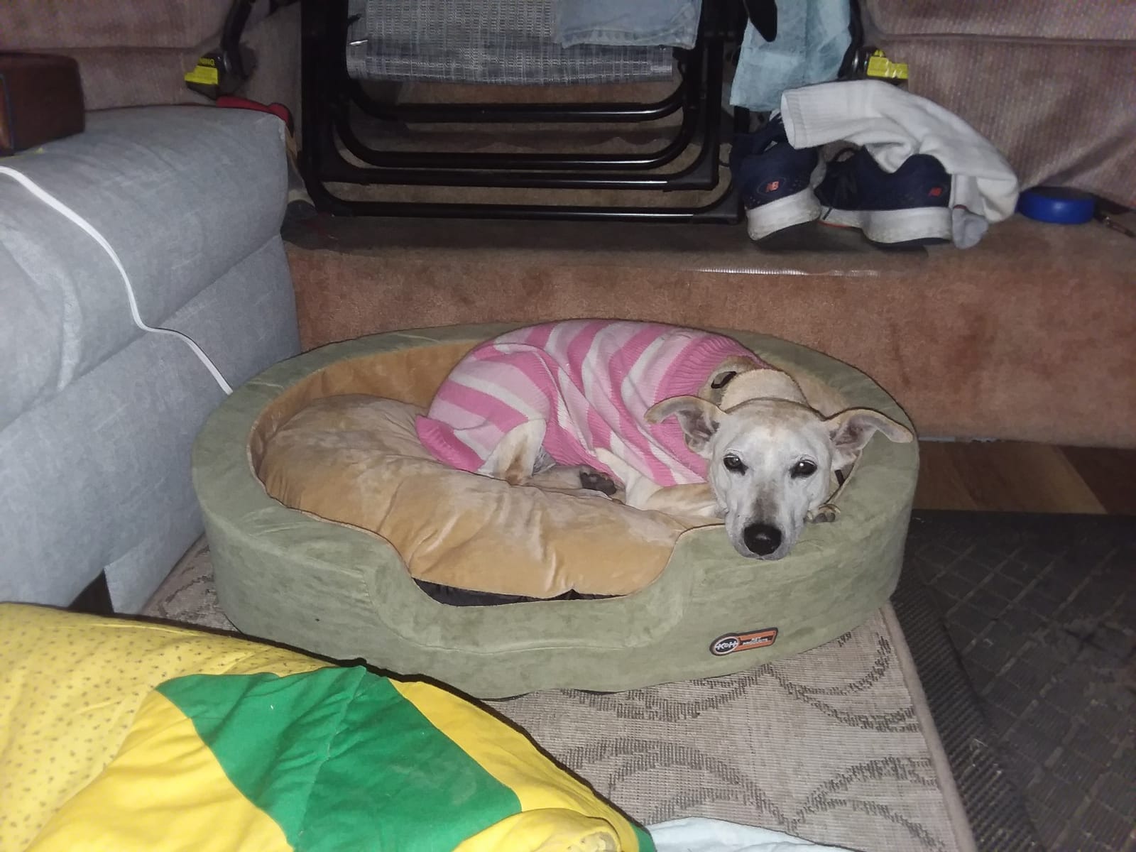 K&H Heated Dog Bed, Thermo-Snuggly Sleeper Indoor, Safety Listed, Medium 6W customer photo 1