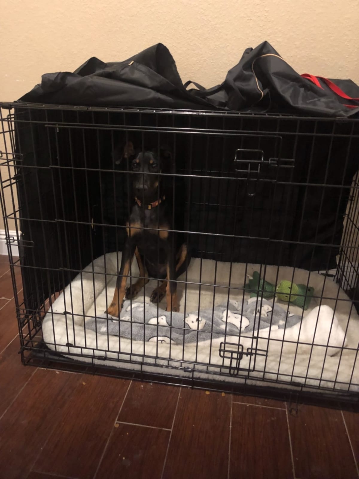MidWest Homes for Pets Blue Fashion iCrate Starter Kit, 24-inch Dog Crate Bundle for Small Dogs, Includes Cage, Pet Bed, 2 Bowls and Privacy Cover customer photo 1