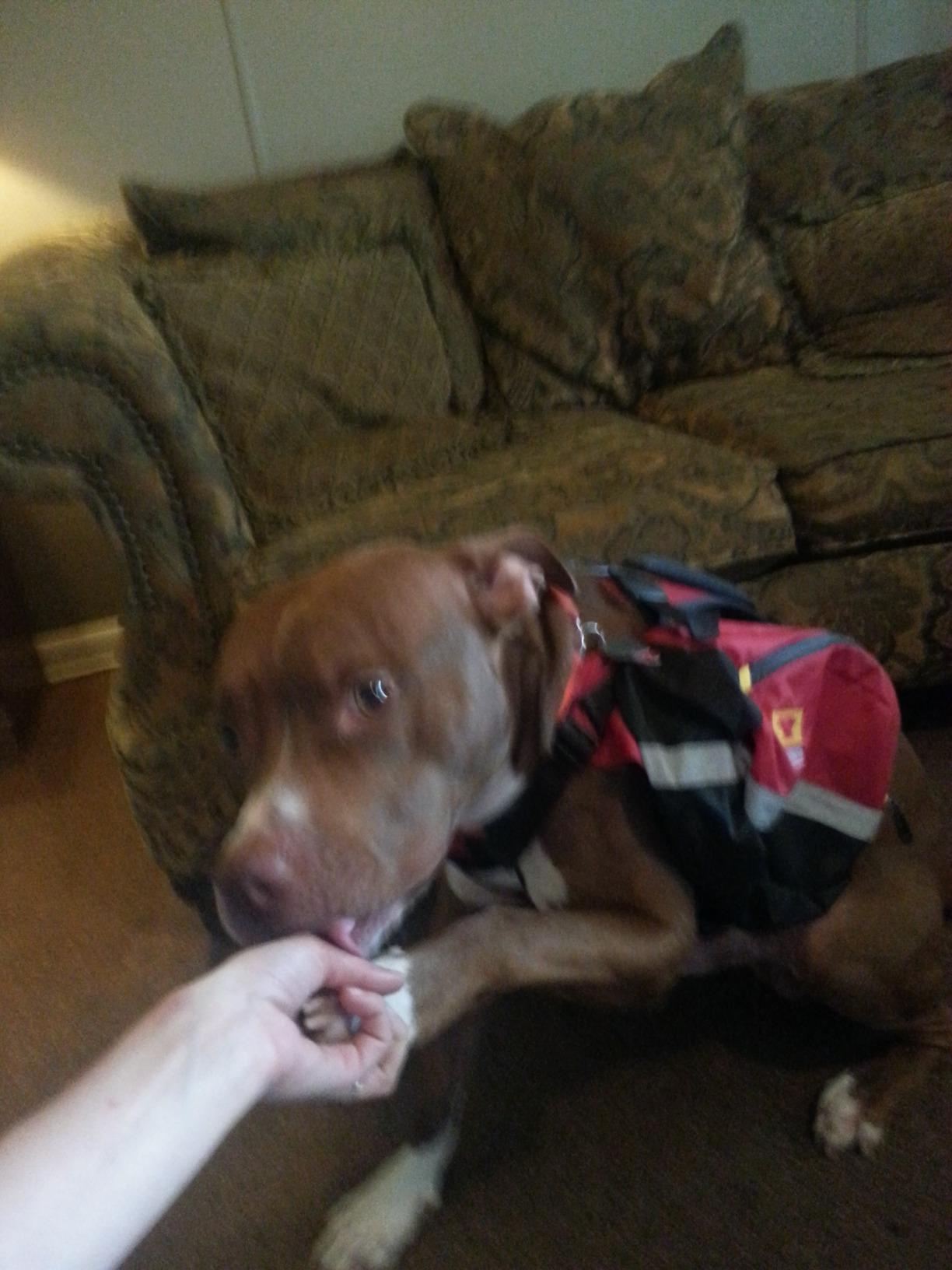 Mountainsmith K9 Dog Pack customer photo 2