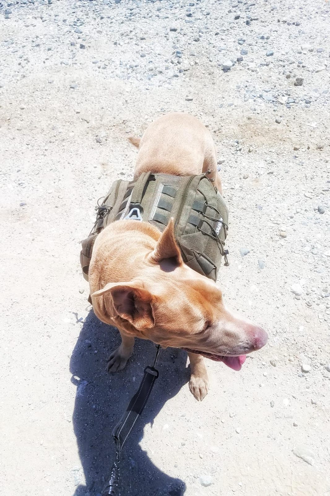 EXCELLENT ELITE SPANKER Nylon Dog Backpack with 2 Side Pockets for Hiking customer photo 1