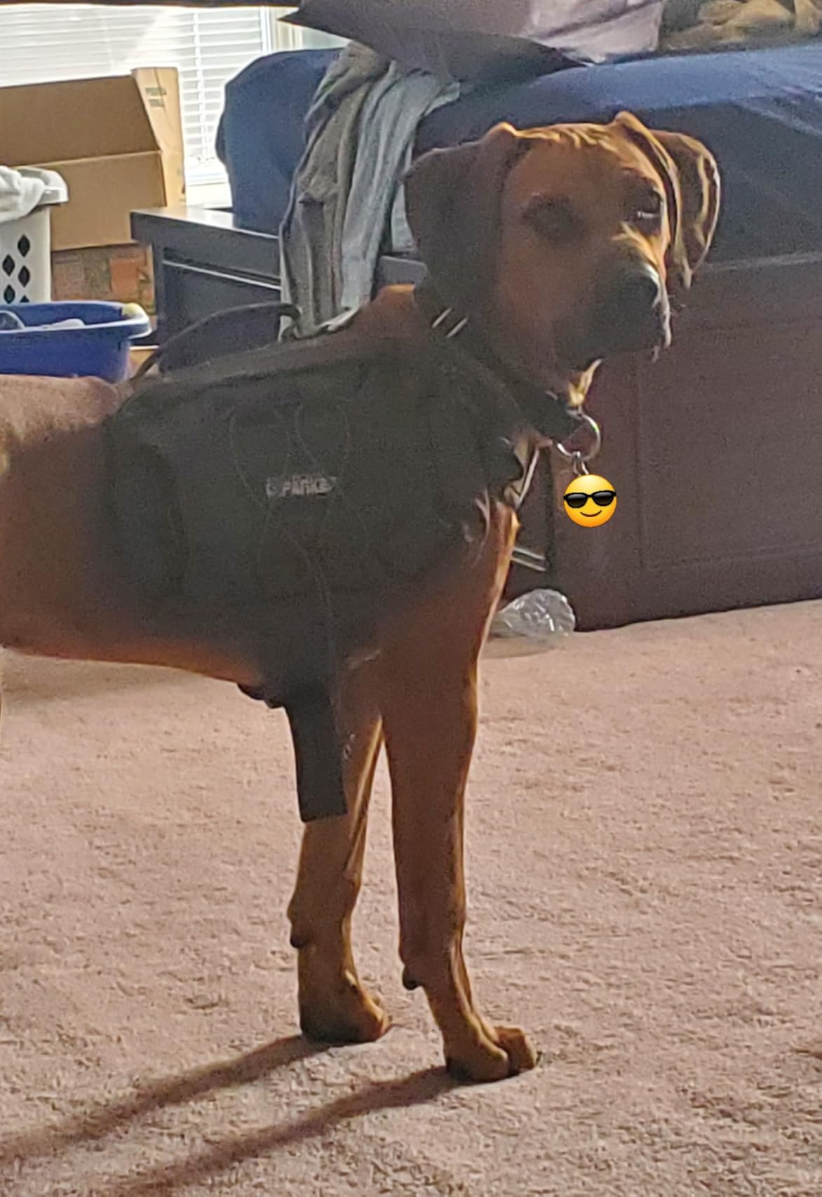 EXCELLENT ELITE SPANKER Nylon Dog Backpack with 2 Side Pockets for Hiking customer photo 2