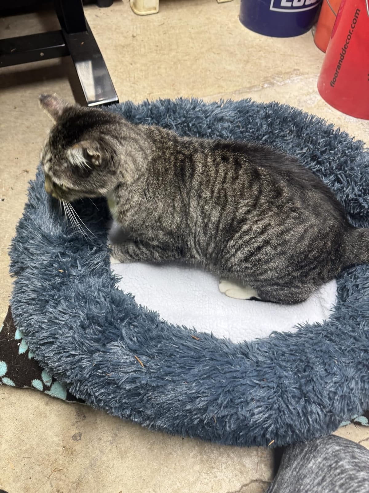 K&H Heating Pad, Lectro-Soft Outdoor Pet Bed, Safety Listed, 36x25in 60W customer photo 2