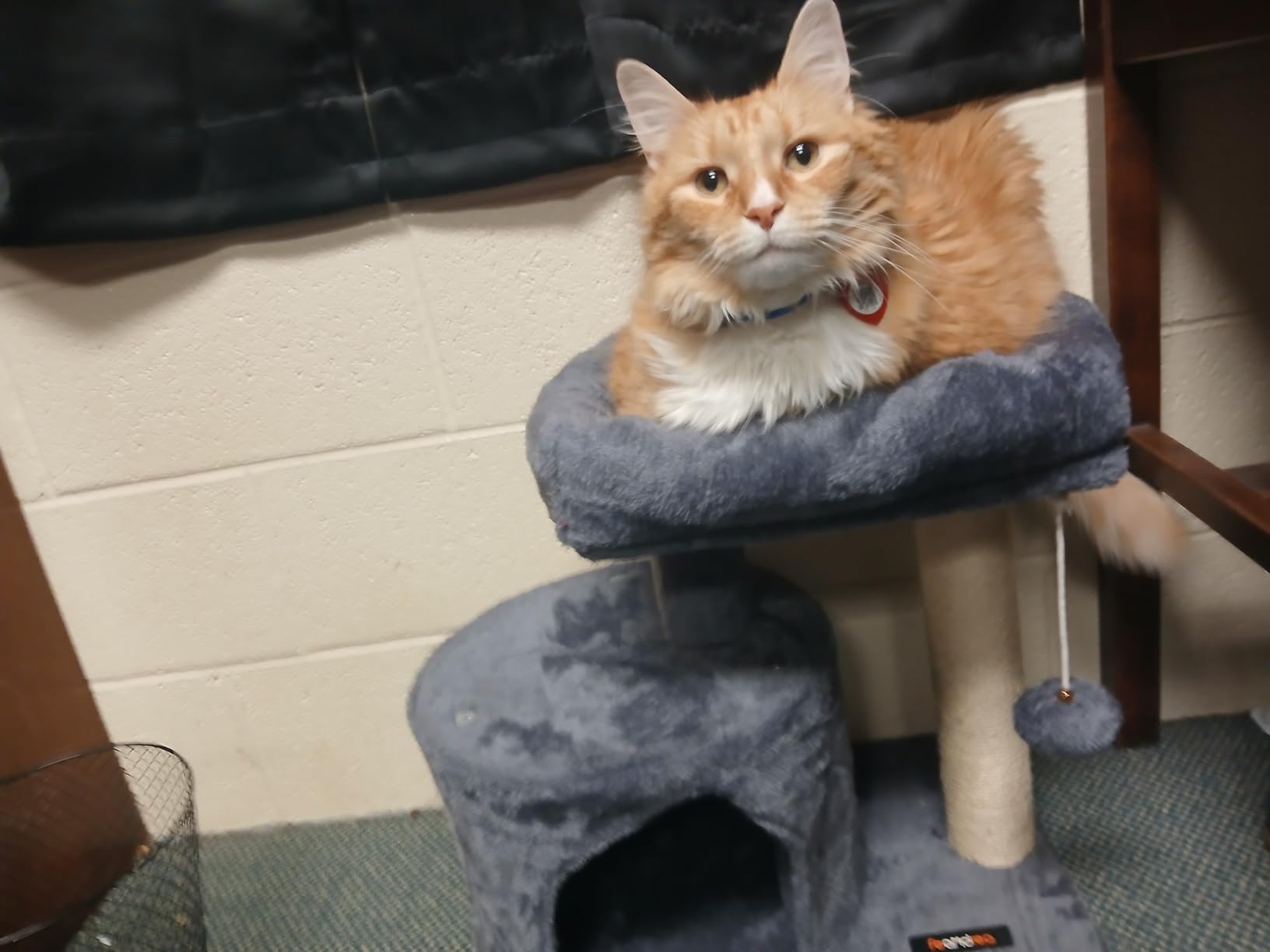 Feandrea Cat Tree, 18.5-in Small Cat Tower, Cute Kittens Condo, Light Gray customer photo 1