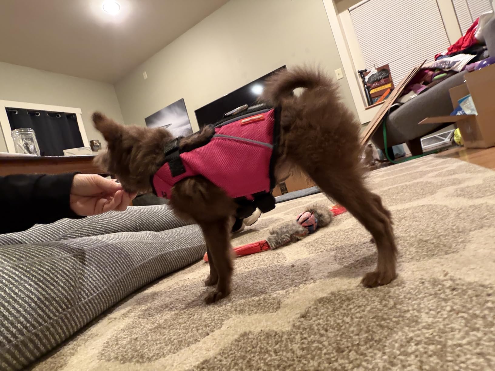EzyDog DFD X2 Dog Life Jacket, Grab Handle, Reflective Trim - Large, Yellow customer photo 1