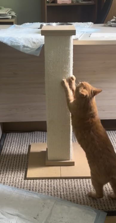 SmartCat Ultimate Scratching Post – Gray, Large 32 Inch Tower - Sisal Fiber, Simple Design - For All Cats customer photo 1