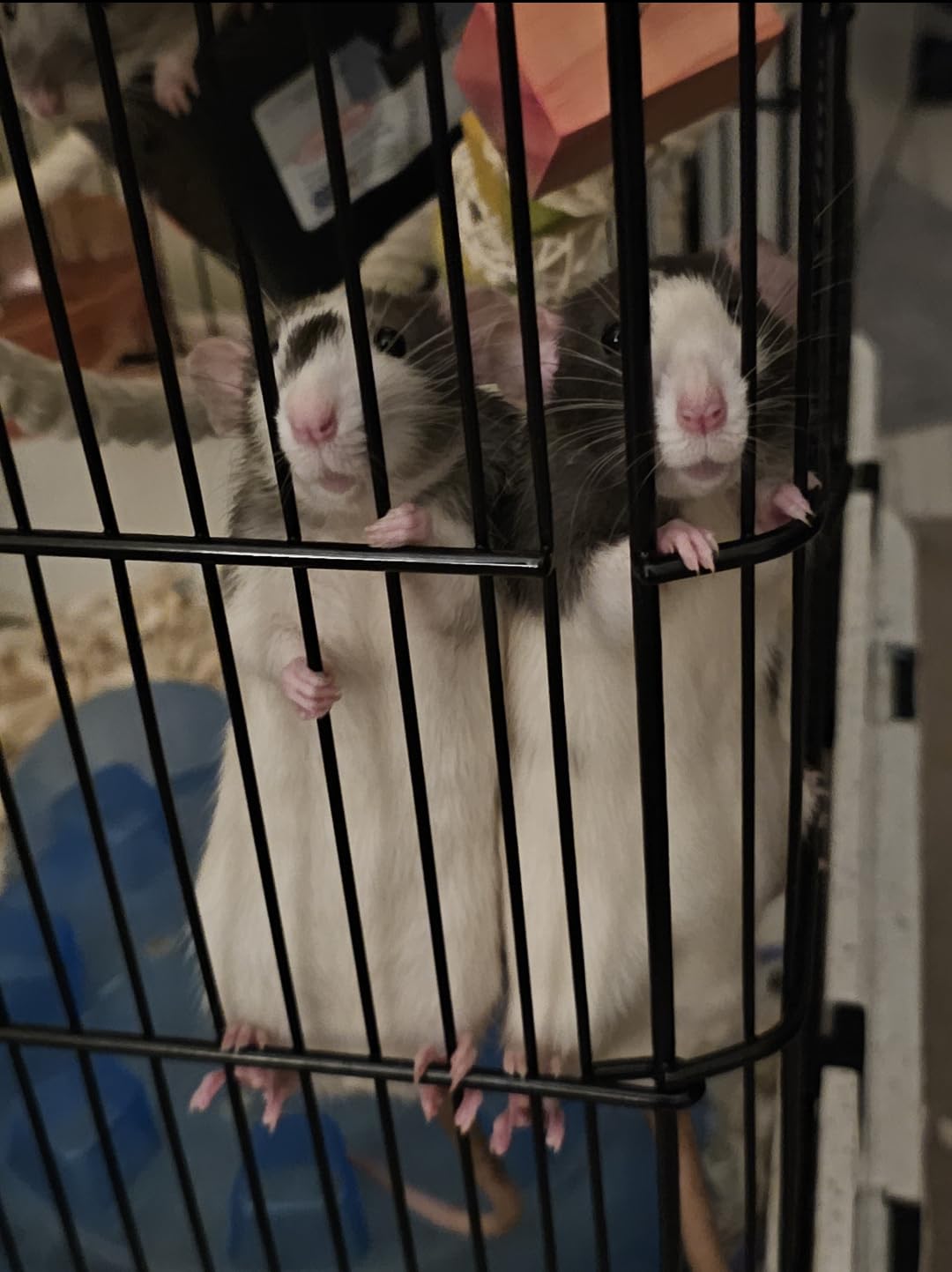 PawHut 59.5