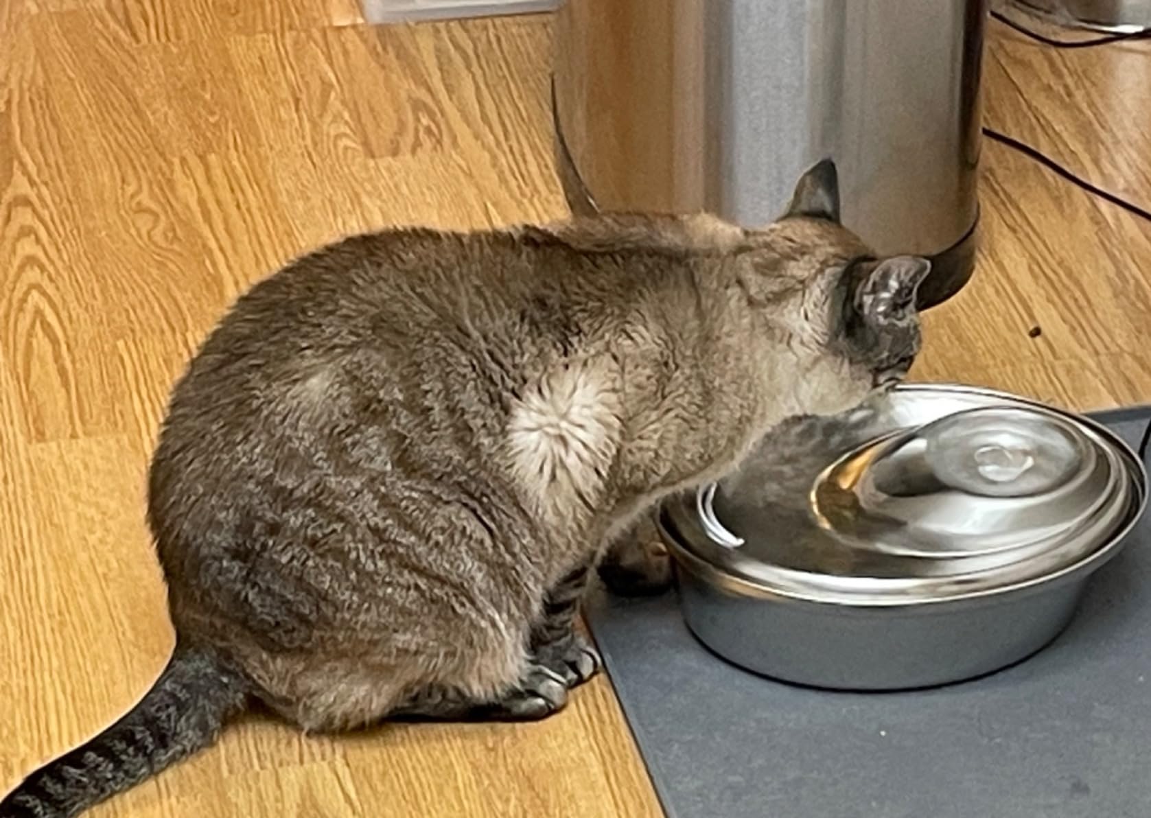 ORSDA Cat Water Fountain Stainless Steel, D30/2L Pet Fountain for Cats Inside, Dog Water Dispenser, Automatic Cat Drinking Fountains with 6 Replacement Filters for Cats, Small Dogs customer photo 2