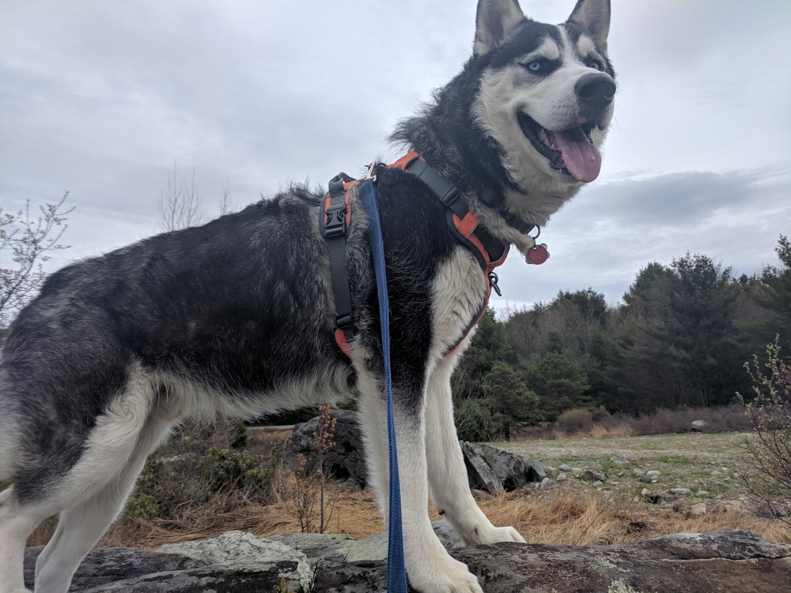 Embark No Pull Dog Harness, Reflective Adjustable Training Vest, No Choke customer photo 2