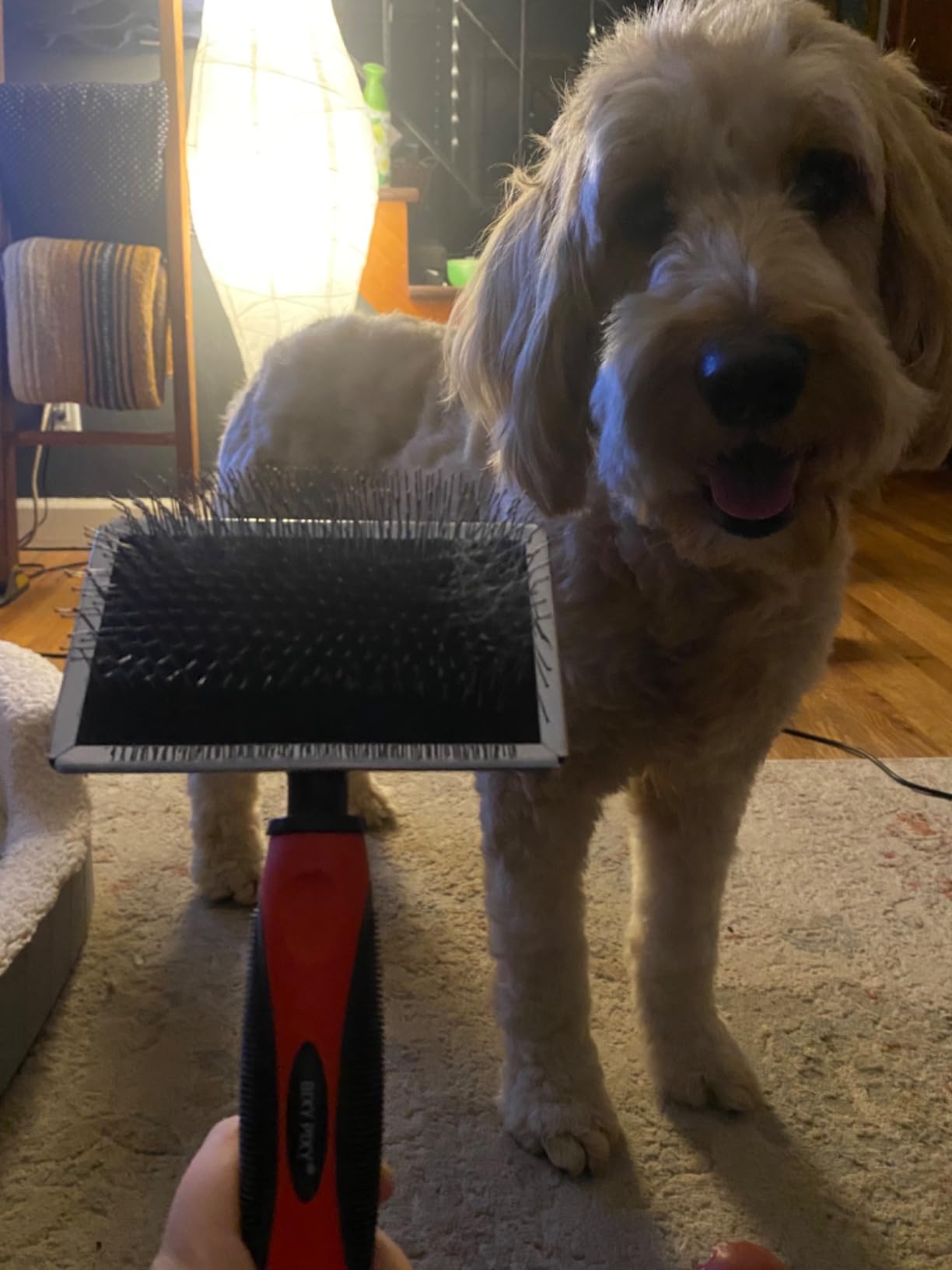 Dog Slicker Brush - Large - Protective Ball Tipped Pins Massages Pet Skin - Professional Groomer Dog Brush for Goldendoodle - Golden Retriever Brush (Large Size) customer photo 1