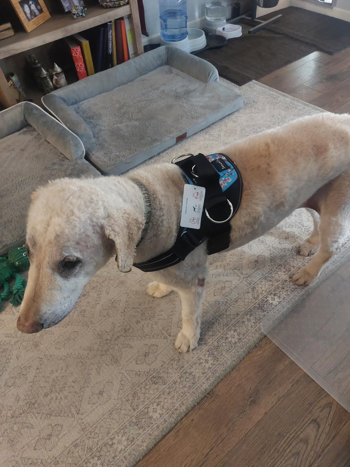 ShawnCo Essential Dog Harness, No-Pull Pet Vest (Olive Green,L) customer photo 2