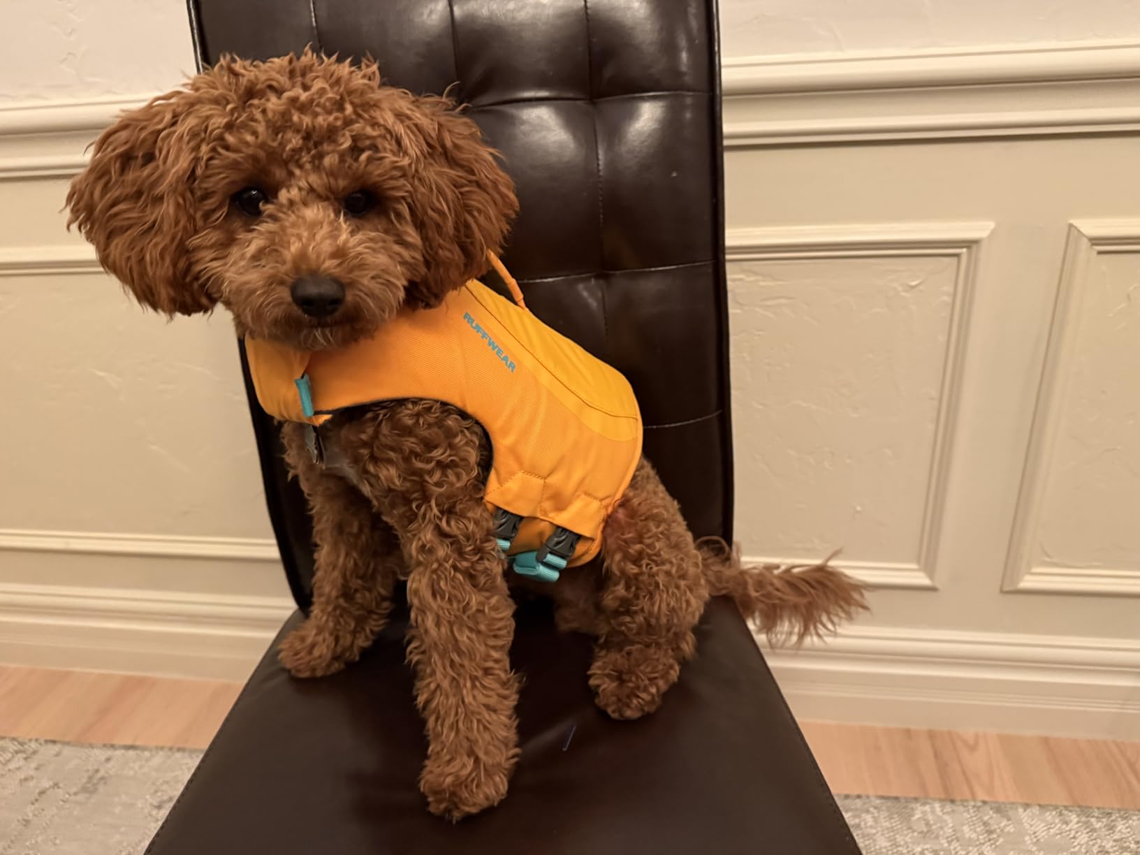 Ruffwear, Float Coat Dog Life Jacket, Swim Vest, Wave Orange, Medium customer photo 1