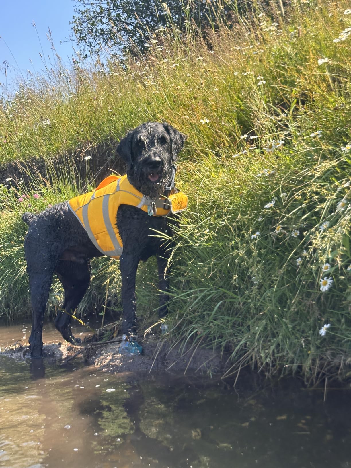 Kuoser Reflective Dog Life Jacket, Dog Life Vest for Swimming Boating customer photo 2