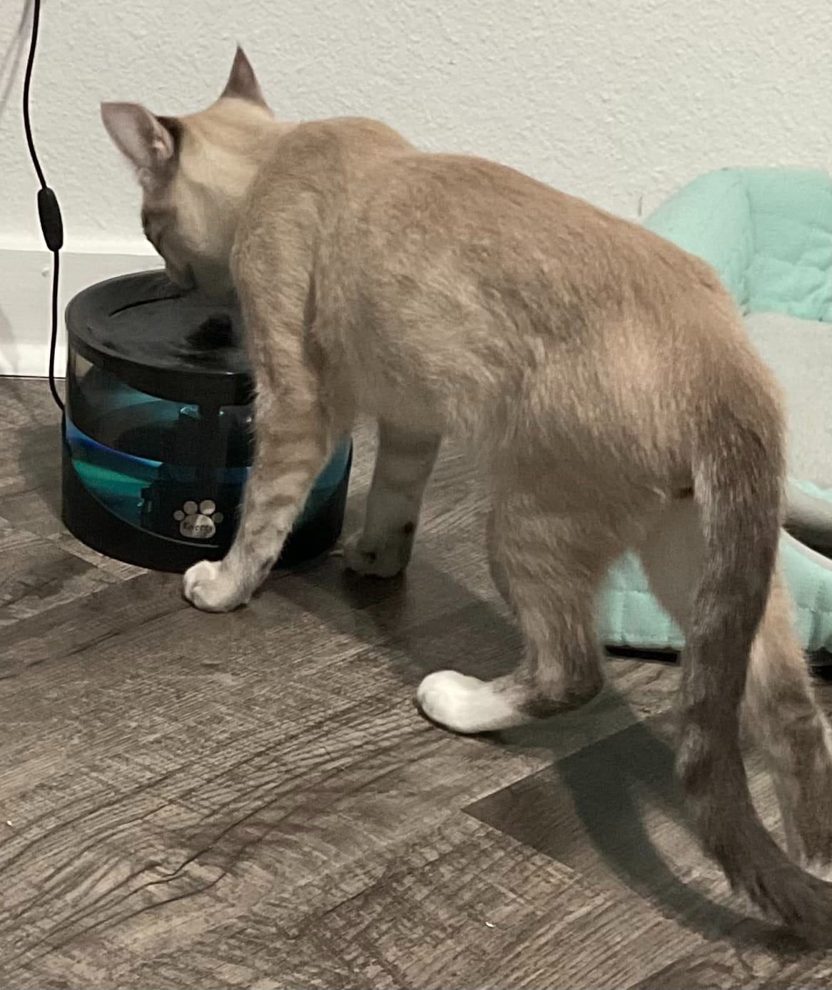 Kastty Cat Water Fountain, Pet Water Fountain for Cats Indoor, Cat Water Dispenser 2.2L/74oz, Super Quiet, Long Life Span Pump, Black+Colorful LED Light customer photo 1