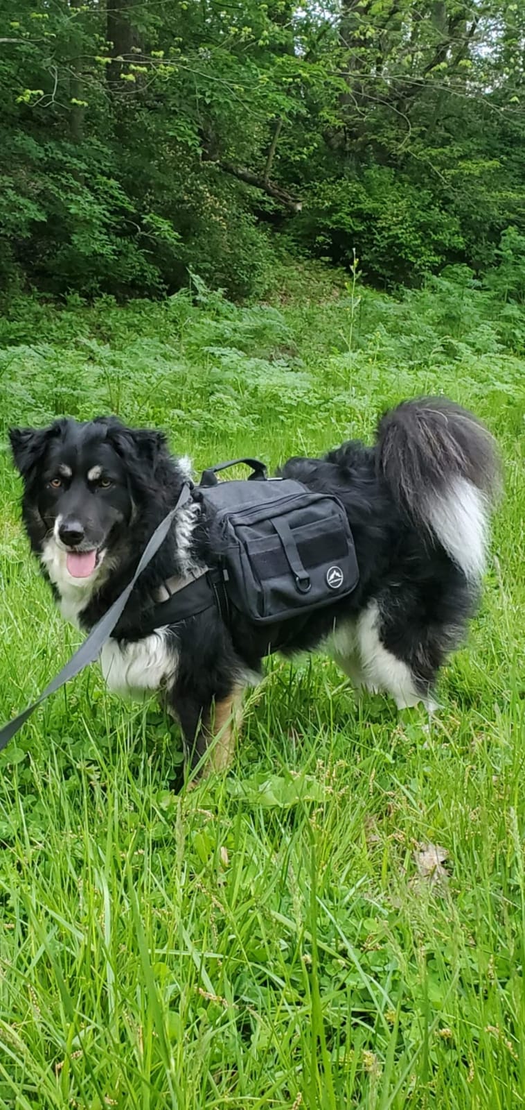 Himal Outdoors Dog Backpack & Saddle Bag, Tactical Hiking Backpack Brown customer photo 1