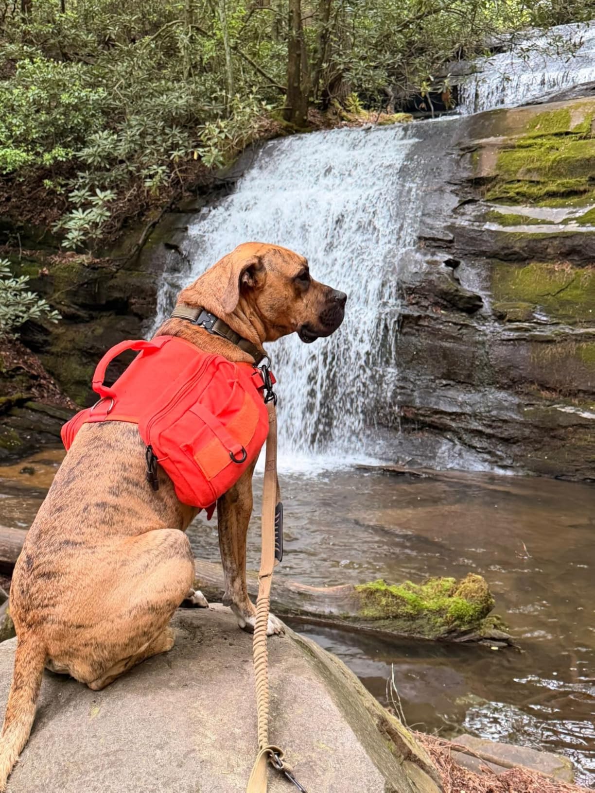 Himal Outdoors Dog Backpack & Saddle Bag, Tactical Hiking Backpack Brown customer photo 2