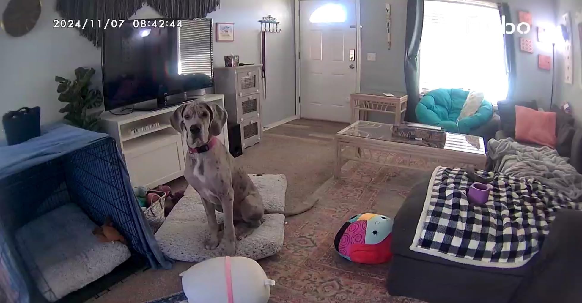 Furbo 360° Dog Camera [Core Features, No Ongoing Cost] customer photo 2