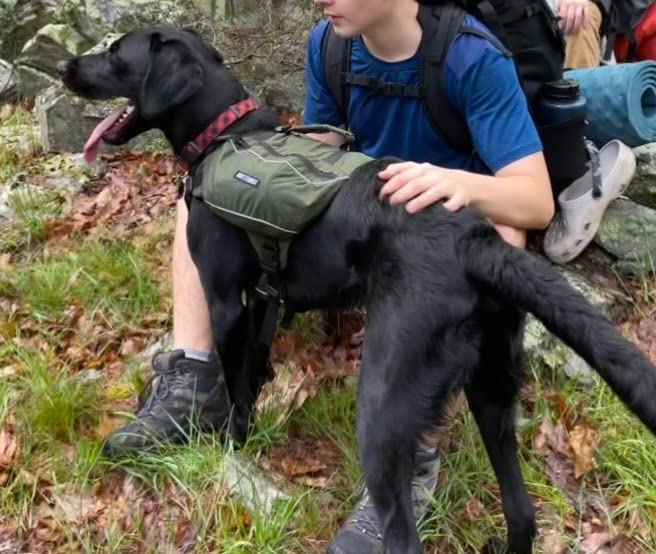 ONETIGRIS Y-Shaped Dog Backpack with Handle, Pockets & No Pull D-Rings, Lightweight Hiking Gear for Dogs Hunting Camping Travel (Medium, Green) customer photo 1