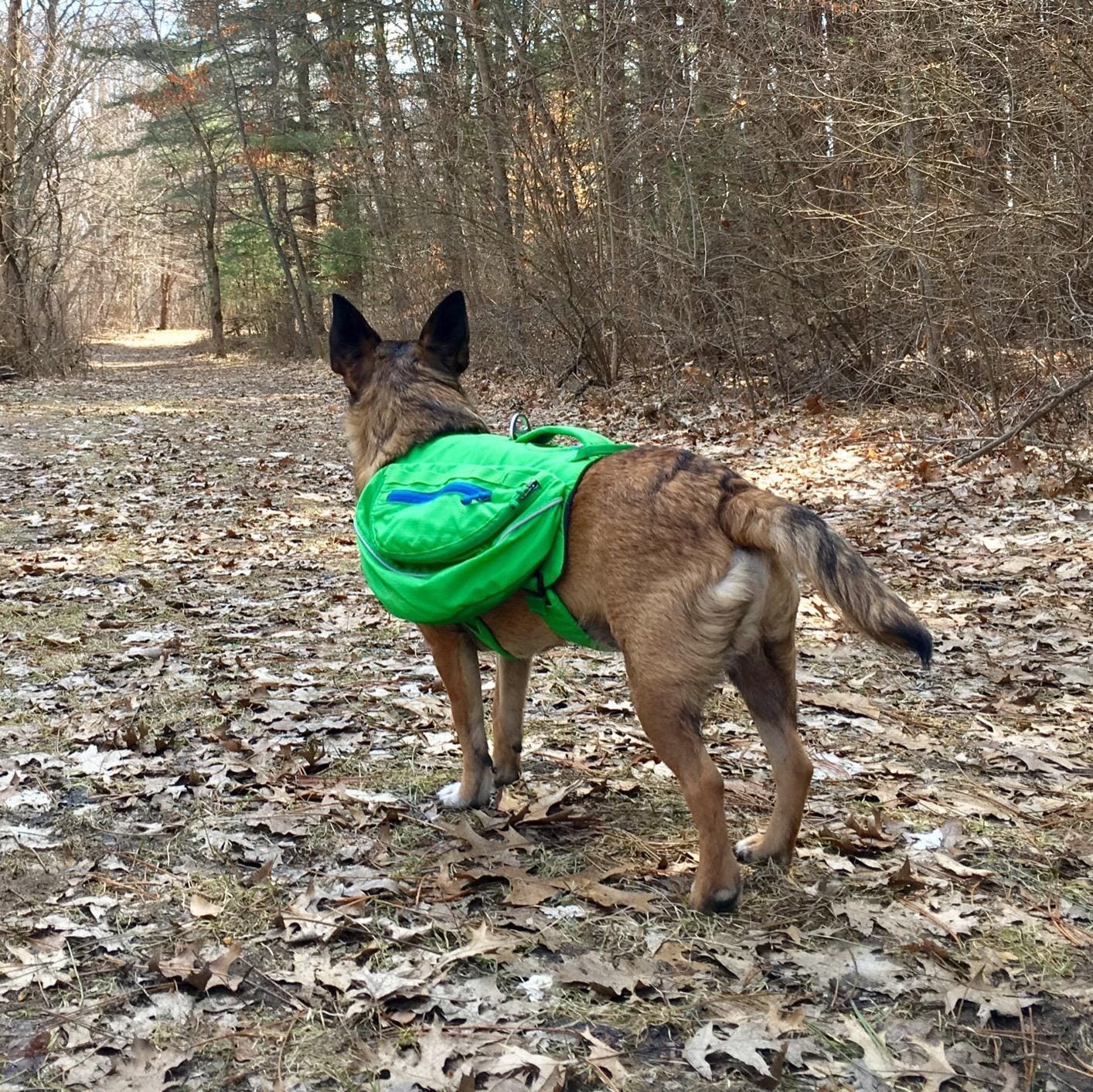Ruffwear, Approach Pack Dog Backpack, Blue Dusk, Large/X-Large customer photo 1
