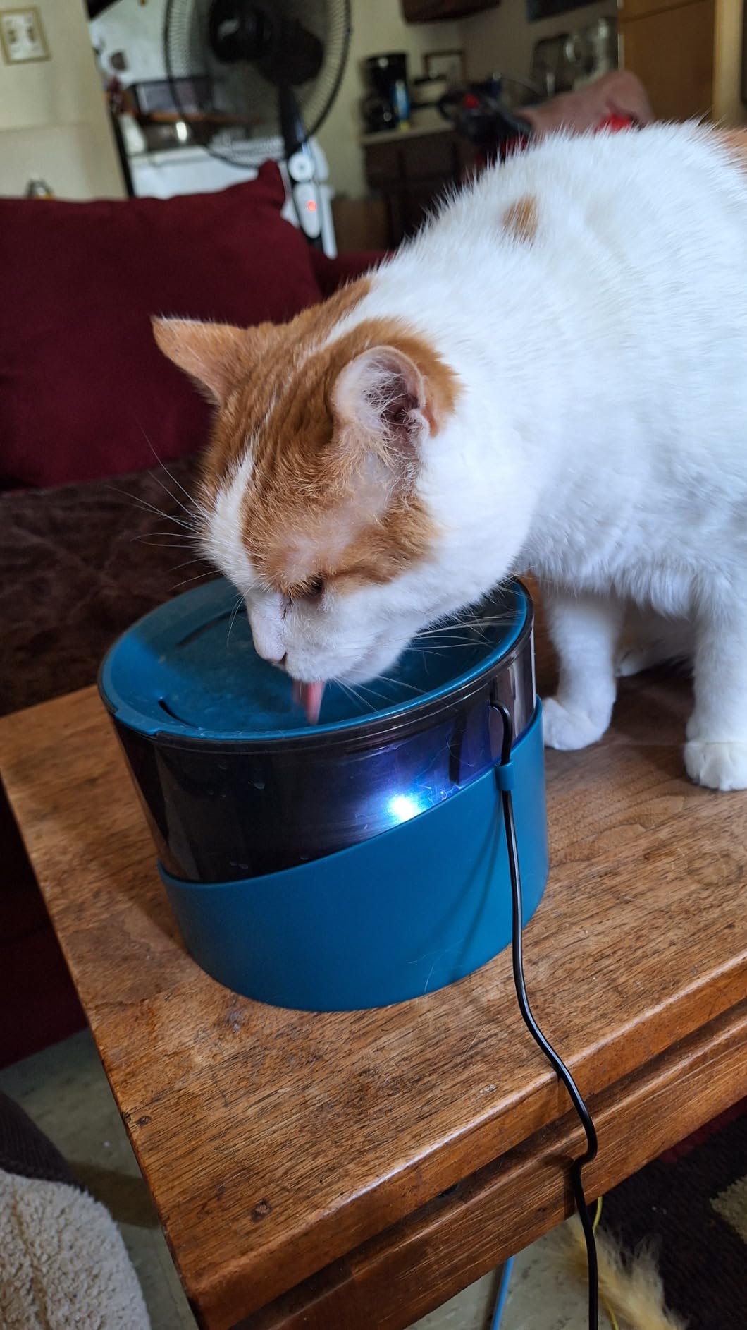 DEEIPET Cat Water Fountain, 74oz/2.2L Ultra Quiet Automatic Water Dispenser for Cats Dogs with Colorful LED Indicator, Water Bowl for Pets with Filter customer photo 2