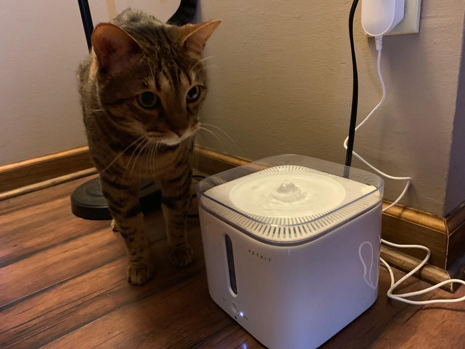 PETKIT EVERSWEET Solo 2 Cat Water Fountain Ultra Quiet Wireless Pump customer photo 1