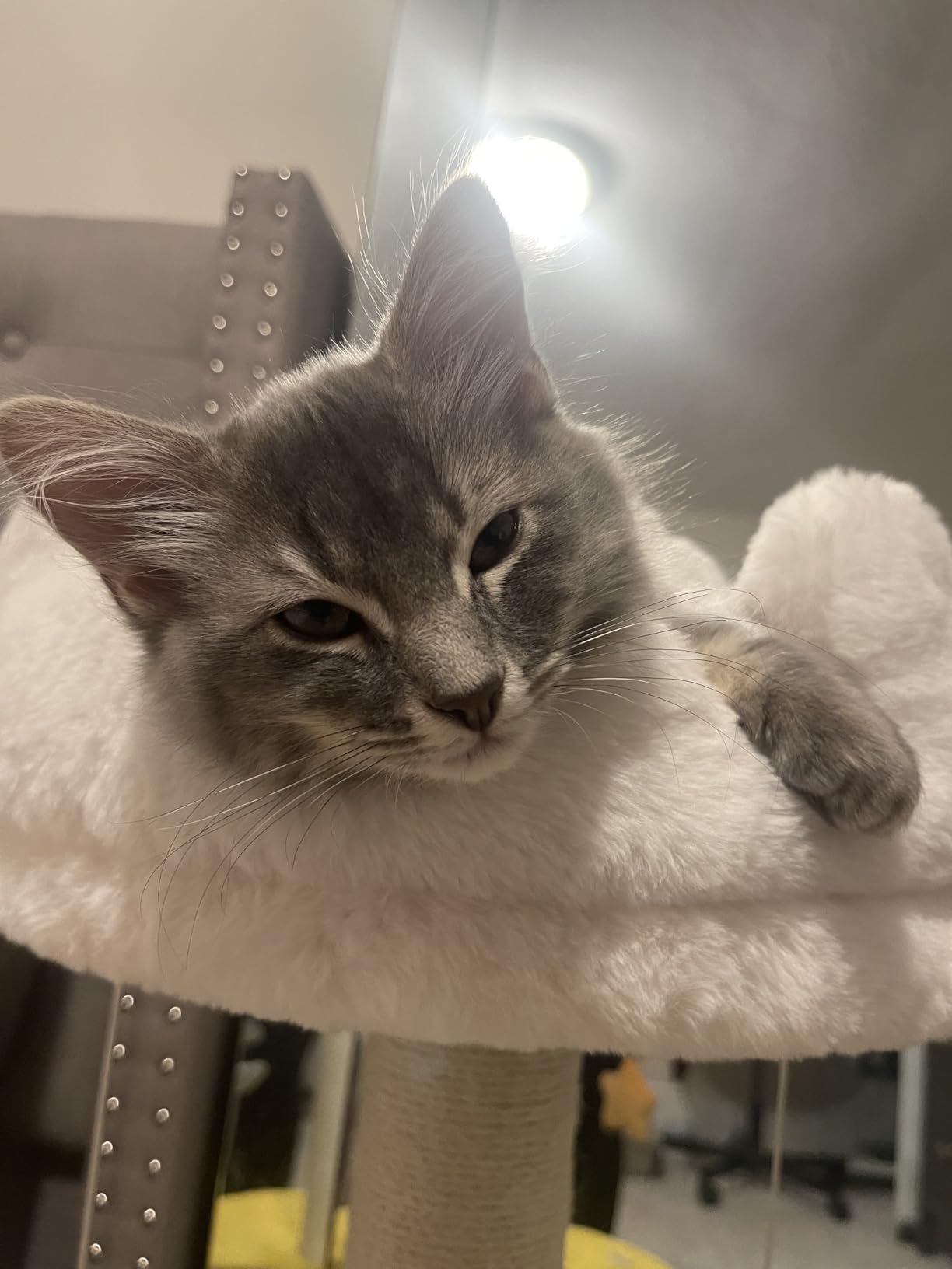 Happi N Pets Cloud Cat Tree, Cat Scratching Post with Soft Bed for Kitten customer photo 2